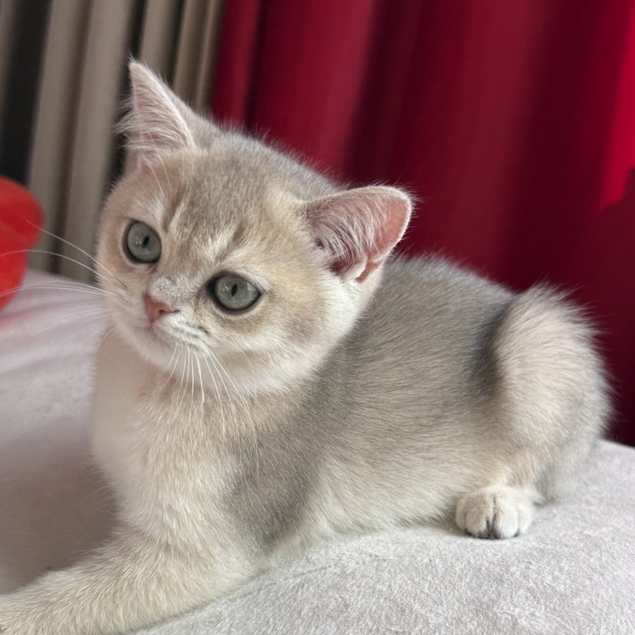 Elpako Scottish Straight male, blue golden shaded