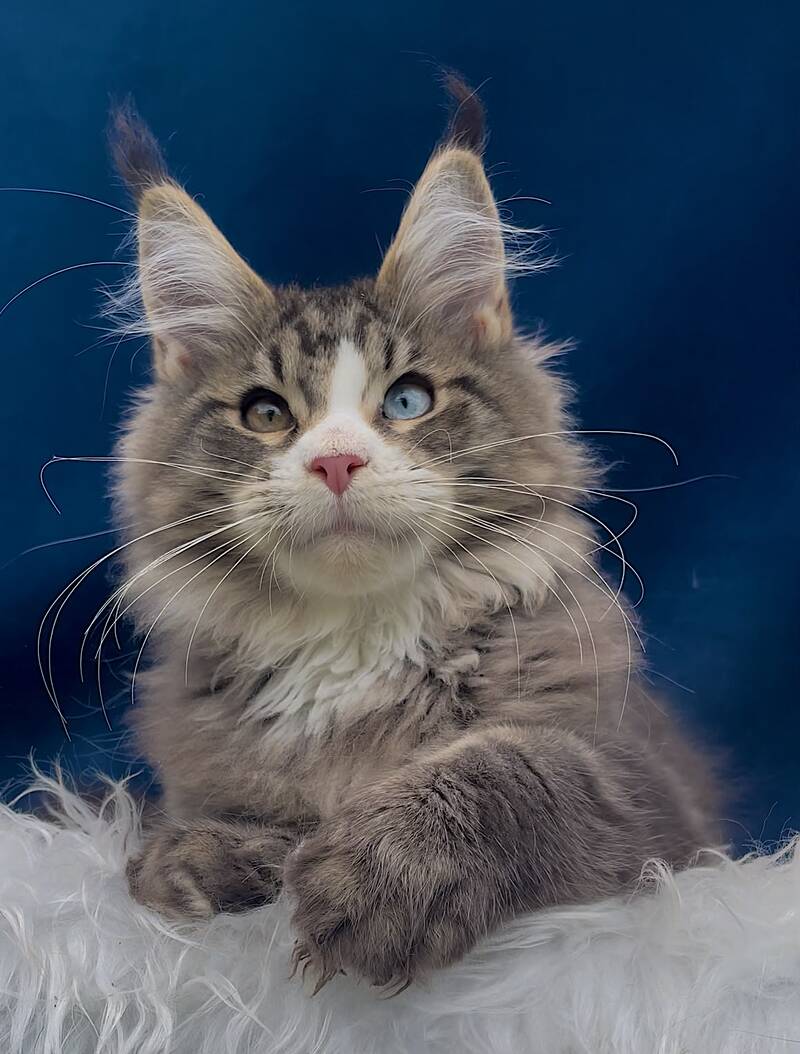 Gudvyn Maine Coon male, black ticked tabby bicolour