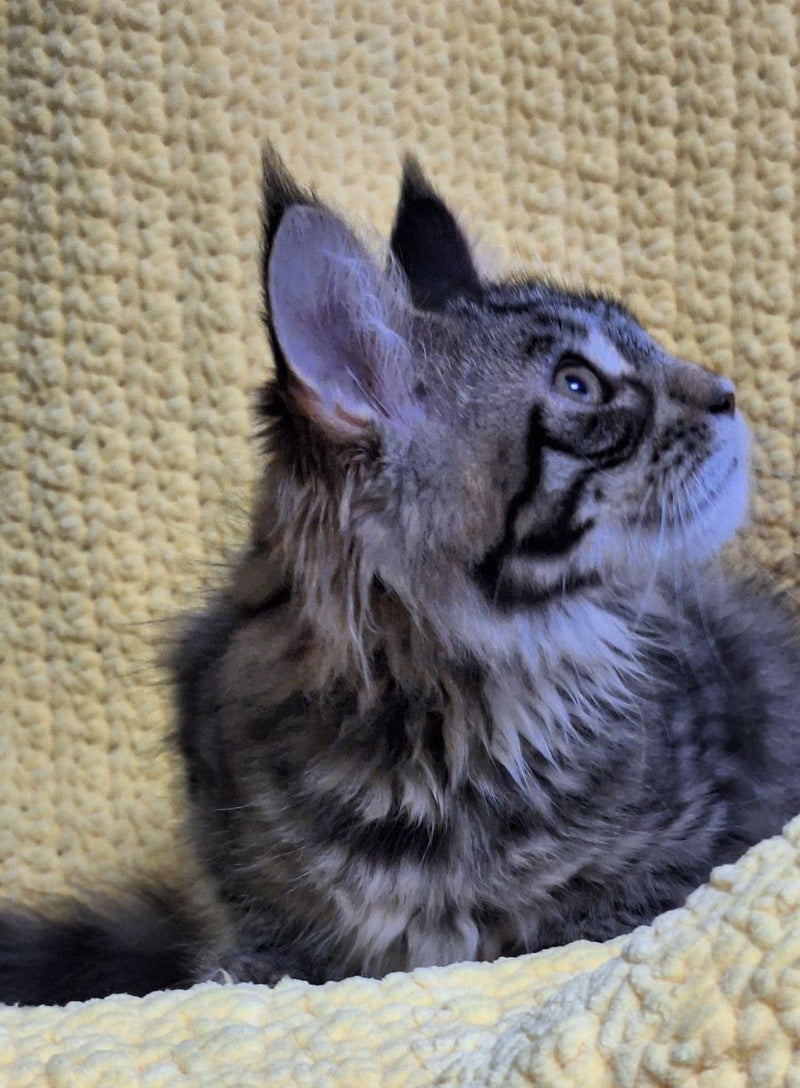 Asja Maine Coon polydactyl female, black tabby with white