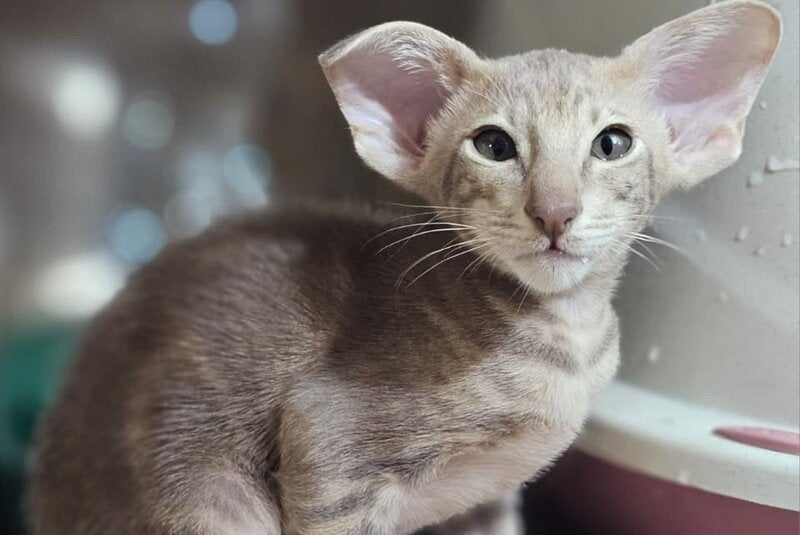 Х-File Oriental Shorthair male, lilac tabby