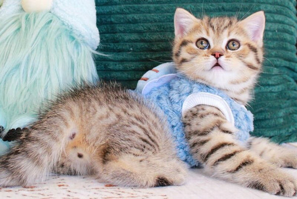 Nemo Scottish Straight male chocolate golden spotted tabby - live animals