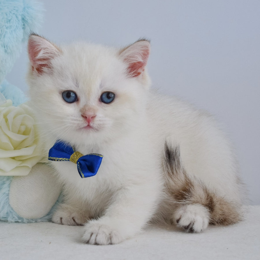Ilan British Shorthair male, black golden shaded pointed