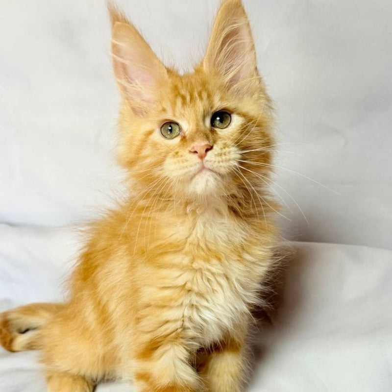 Luthor Maine Coon male, red tabby