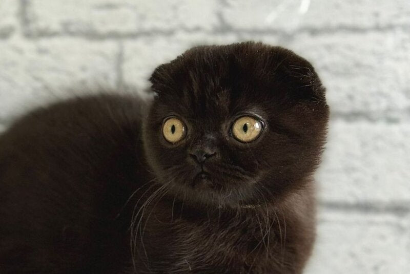 Felicia Scottish Fold female black live animals