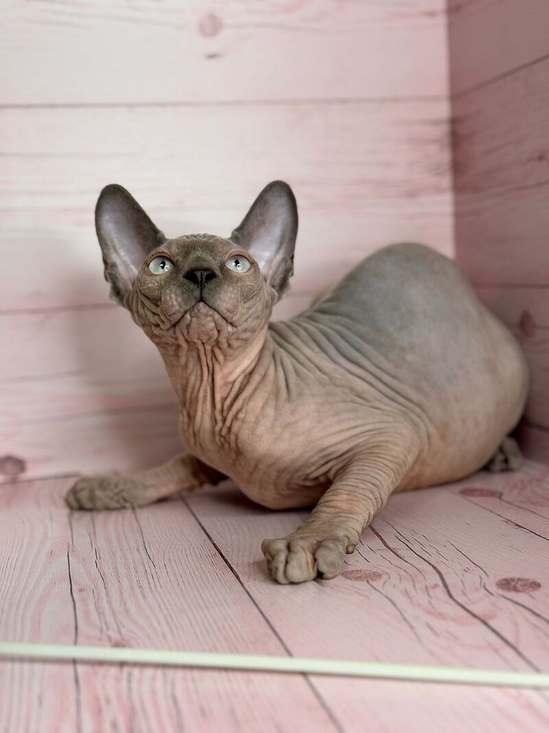 Aslan Canadian Sphynx male, blue pointed