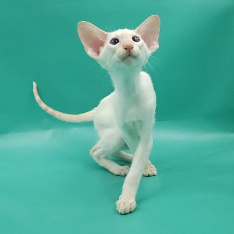 Pushan Siamese male, cream