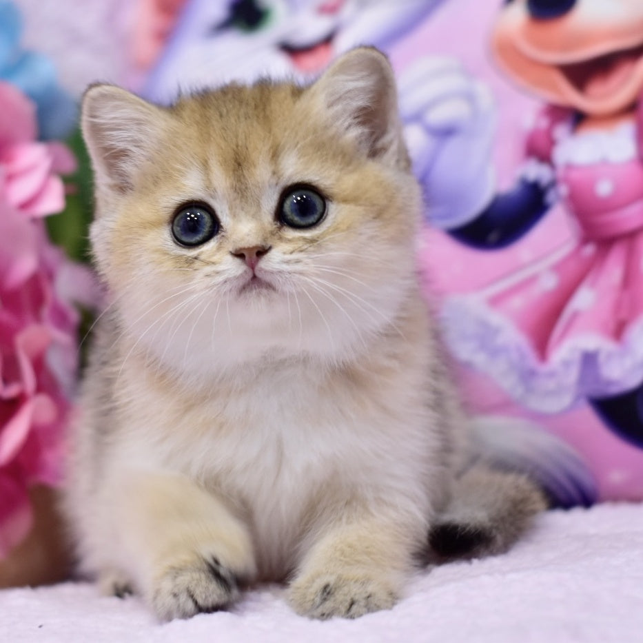 Galaxy British Shorthair female, black golden shaded