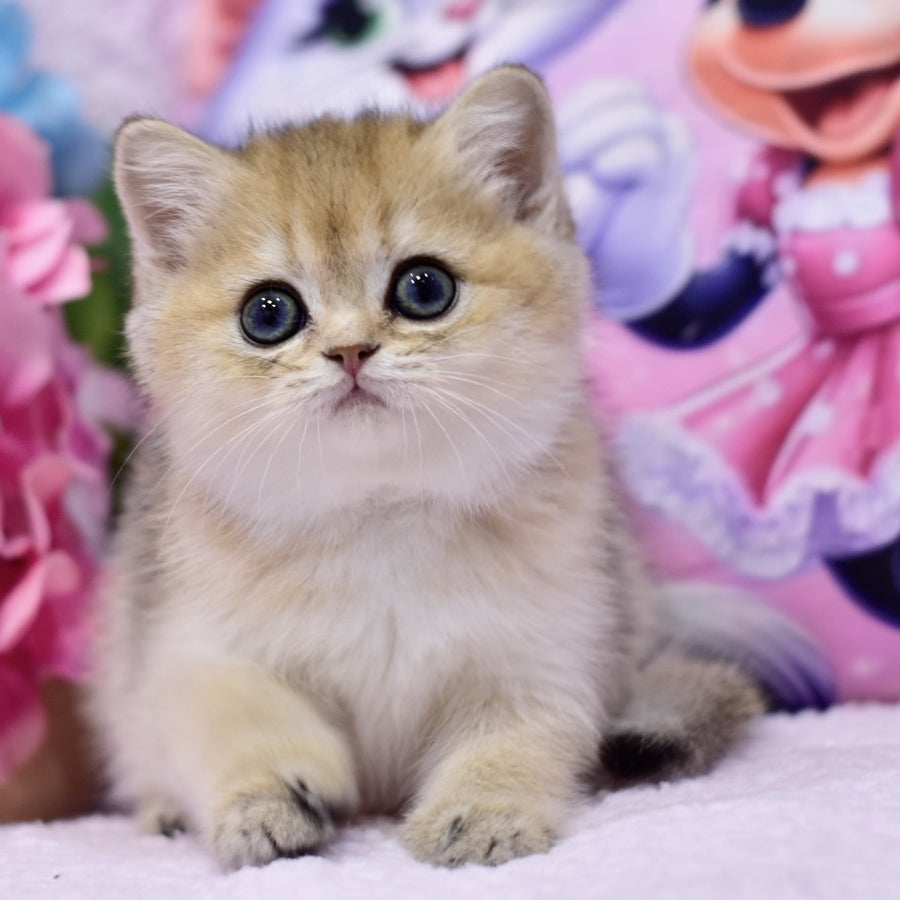 Galaxy British Shorthair female, black golden shaded