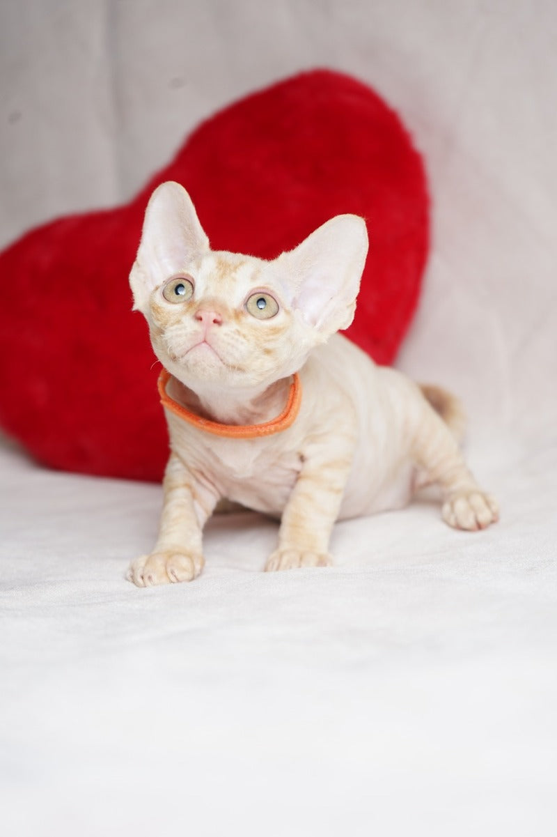 Leo Devon Rex male red - live animals