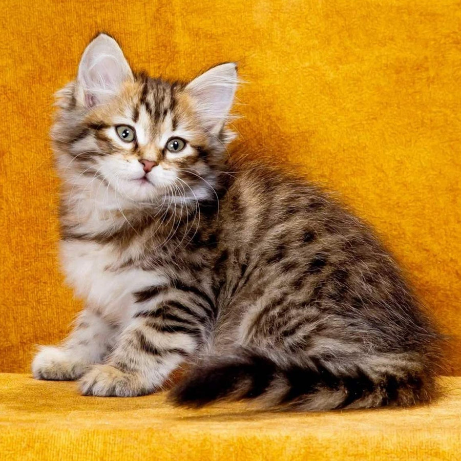 Kompot Siberian male, black spotted tabby