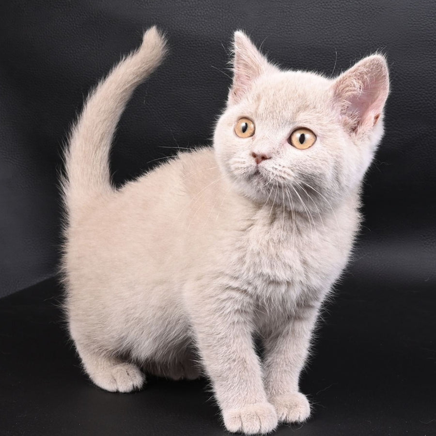 Nikki British Shorthair female, fawn