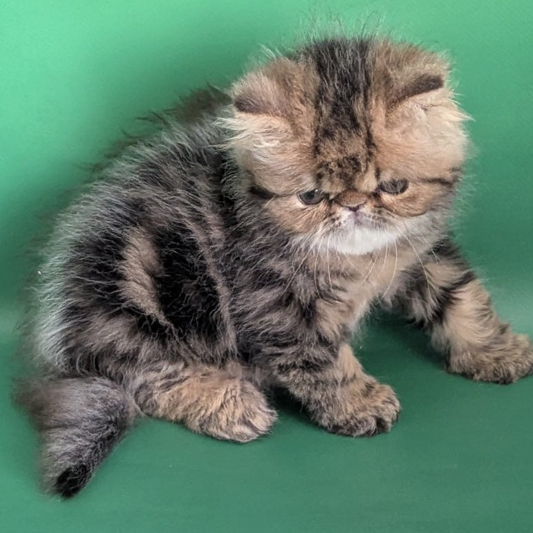 Tiara Persian female, black tabby