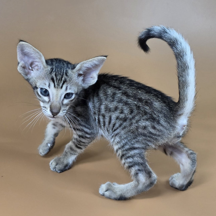 Biscuit Oriental Shorthair male, black spotted tabby