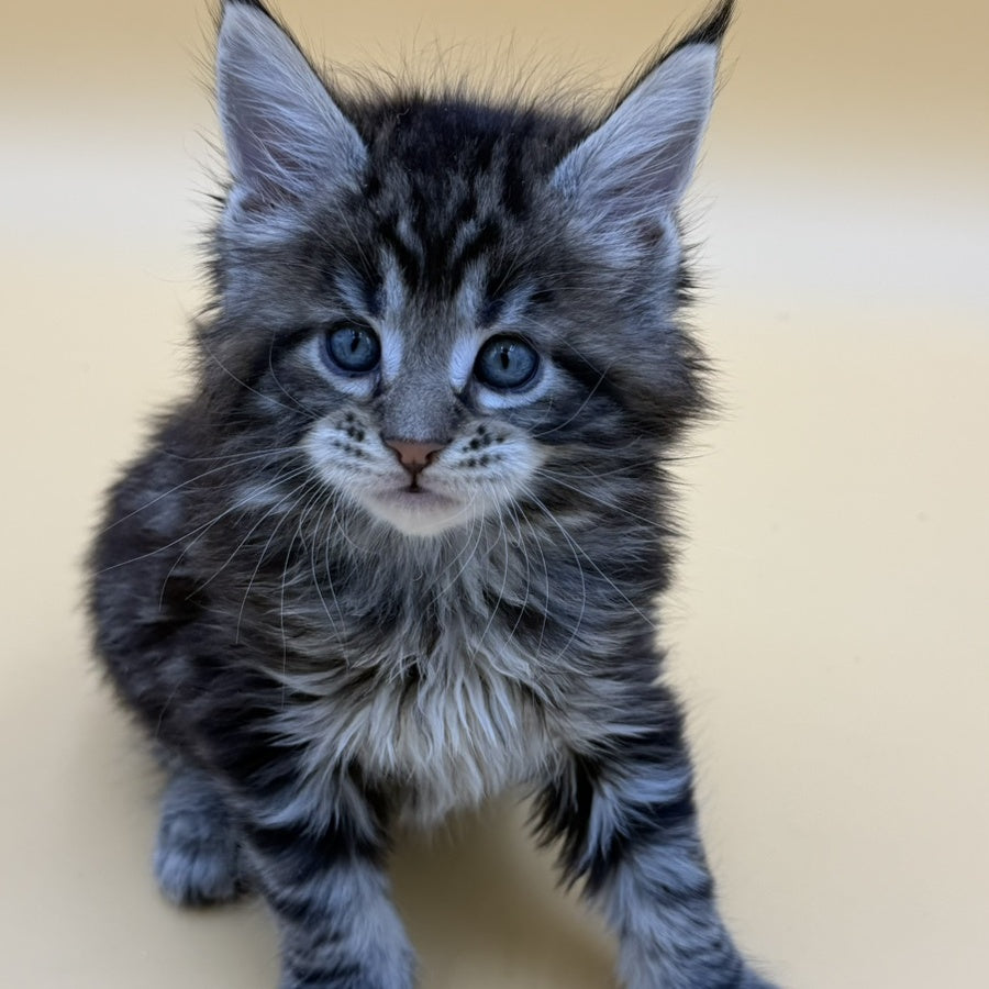 Hunter Maine Coon male, black tabby