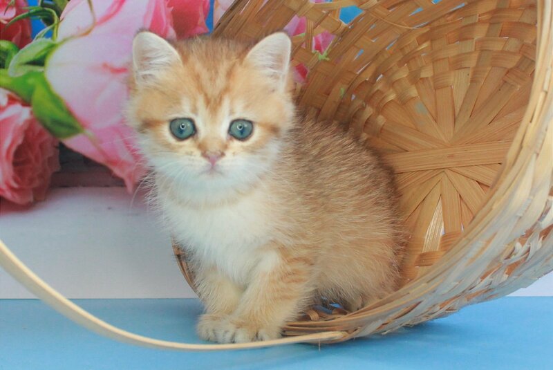 Malvina British Shorthair female, black golden spotted tabby