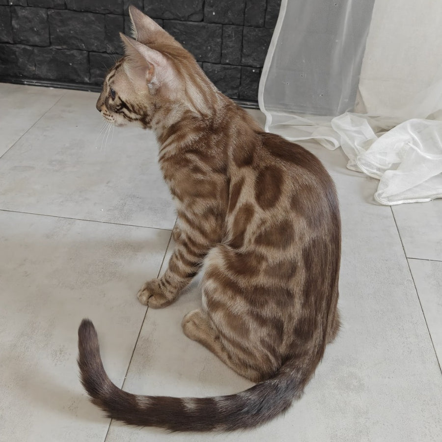 Jason Bengal male, black amber spotted tabby pointed