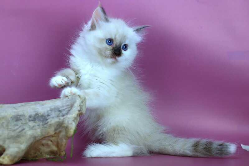 Elli Siberian female black tortie with white pointed - live animals