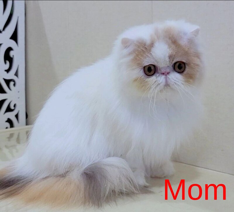 Prokop Persian male, cream bicolour
