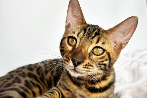 Lily Bengal female black spotted tabby - live animals