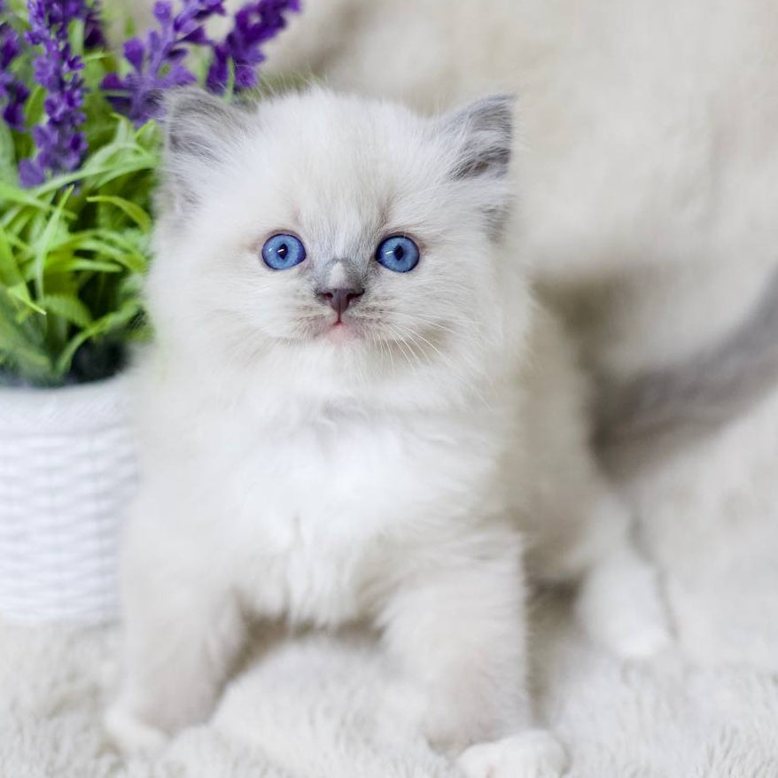 Roddy Ragdoll male, blue mitted