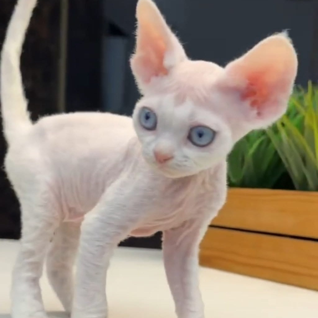 Snow Devon Rex female, white