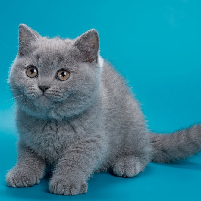 Roci British Shorthair male, blue