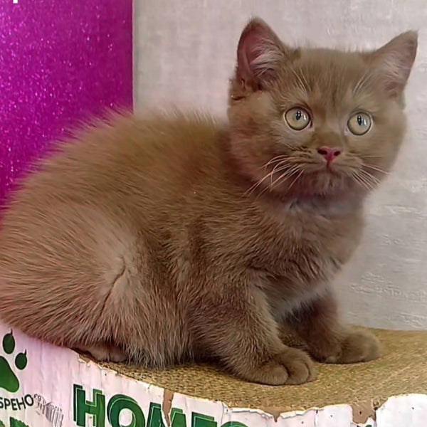 Elly British Shorthair female, cinnamon