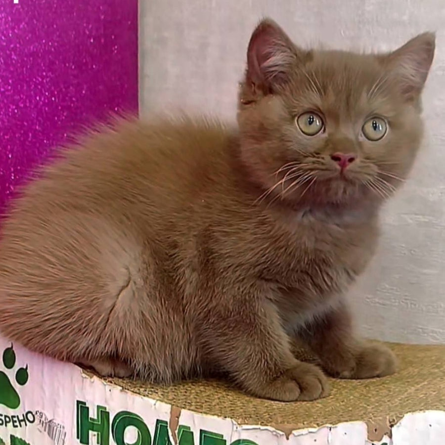 Elly British Shorthair female, cinnamon