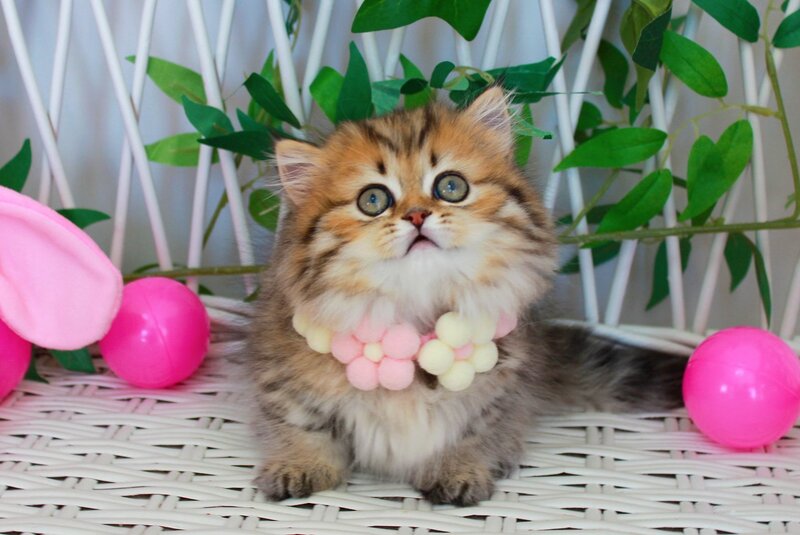 Fiona Munchkin female, chocolate golden spotted tabby