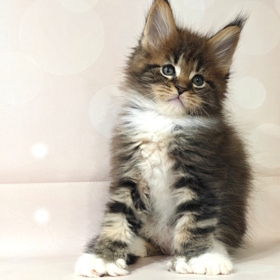 Sheriff Maine Coon polydactyl 6x6x6x6 male, black tabby with white