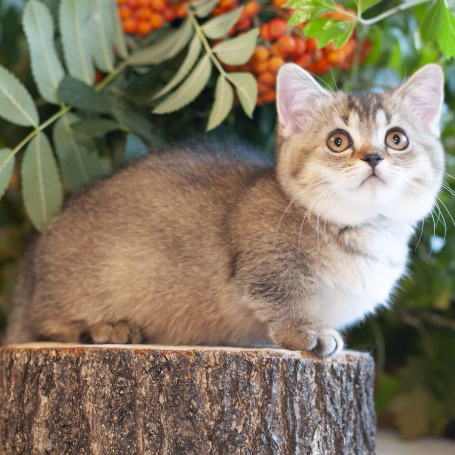Lolita Munchkin female, black ticked tabby