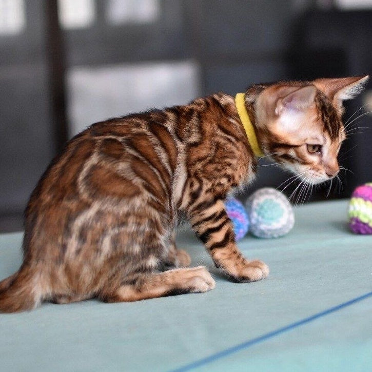 Mario Bengal male, black spotted tabby