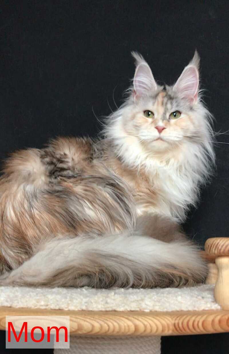 Yan Maine Coon male black silver bicolour - live animals