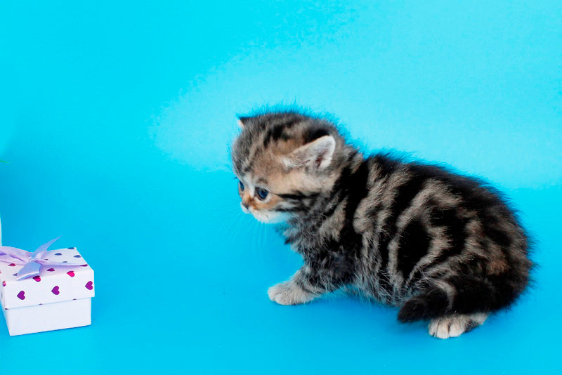 Rose British Shorthair female, black tabby
