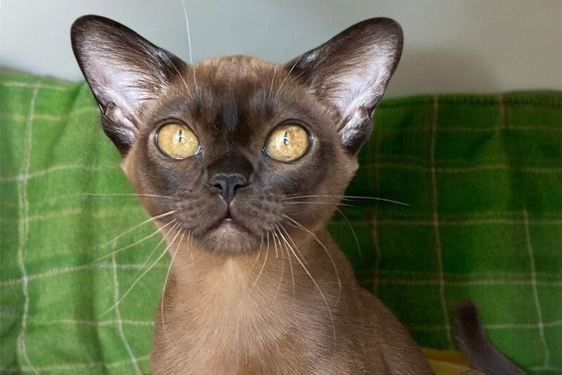 Ustina Burmese female black - live animals