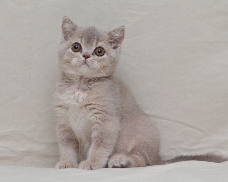 Nyasha British Shorthair female, lilac ticked tabby