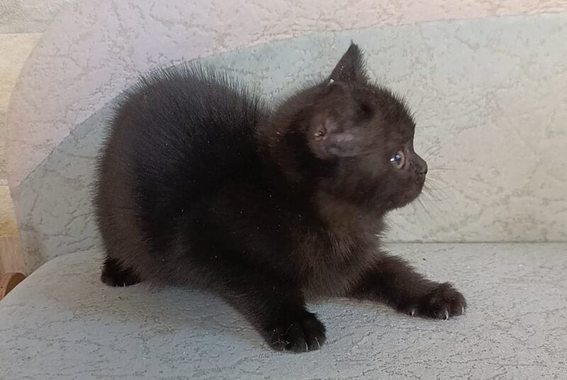 Electra British Shorthair female, black