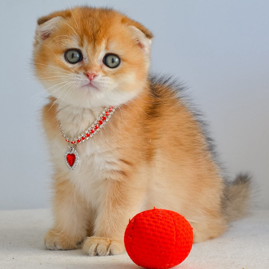 Jade Scottish Fold female, black golden shaded