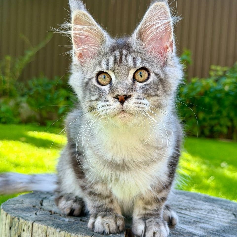 Nika Maine Coon female, black silver spotted tabby