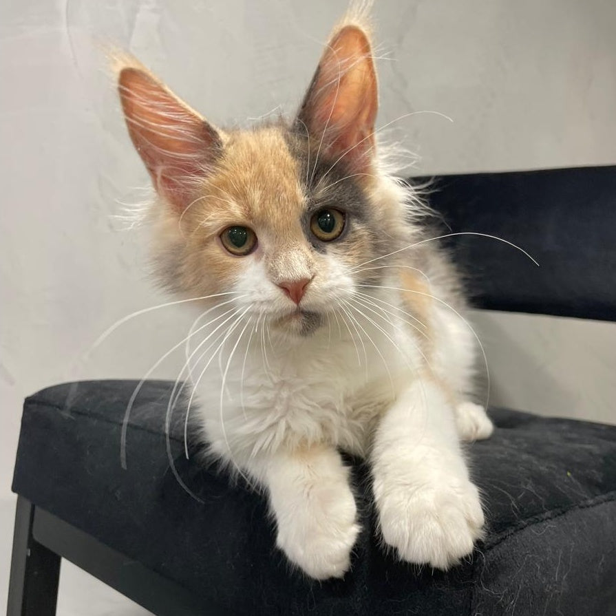 Nelly Maine Coon female, blue tortie bicolour