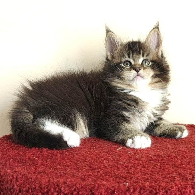 Hammer Maine Coon male, black ticked tabby with white