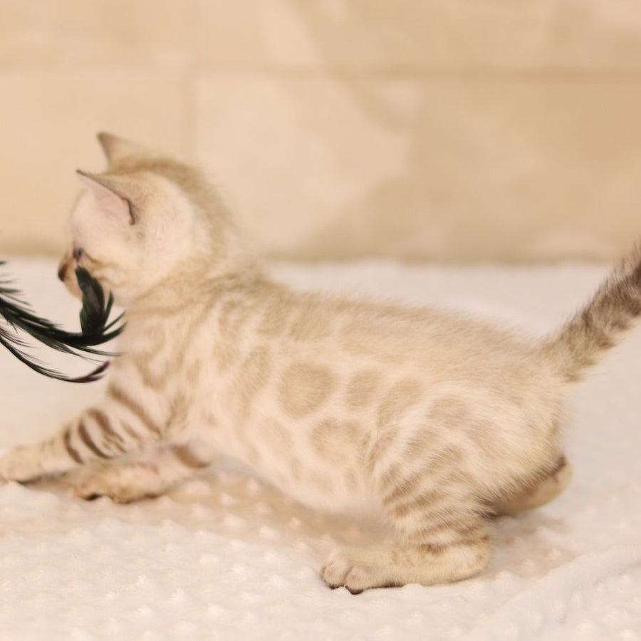Xander Bengal male, black spotted tabby pointed