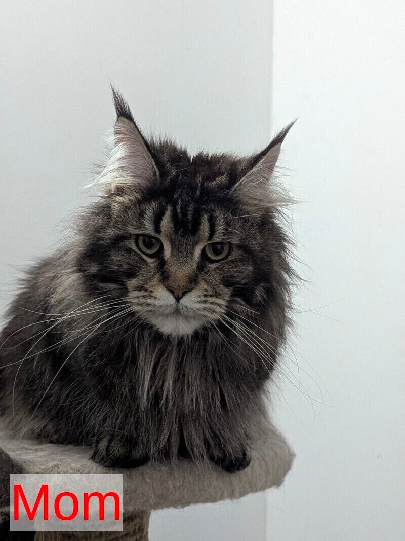 Question Maine Coon polydactyl male black live animals
