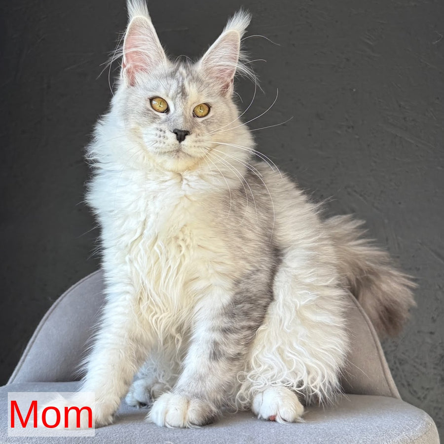 Tabatha Maine Coon female, black silver spotted tabby