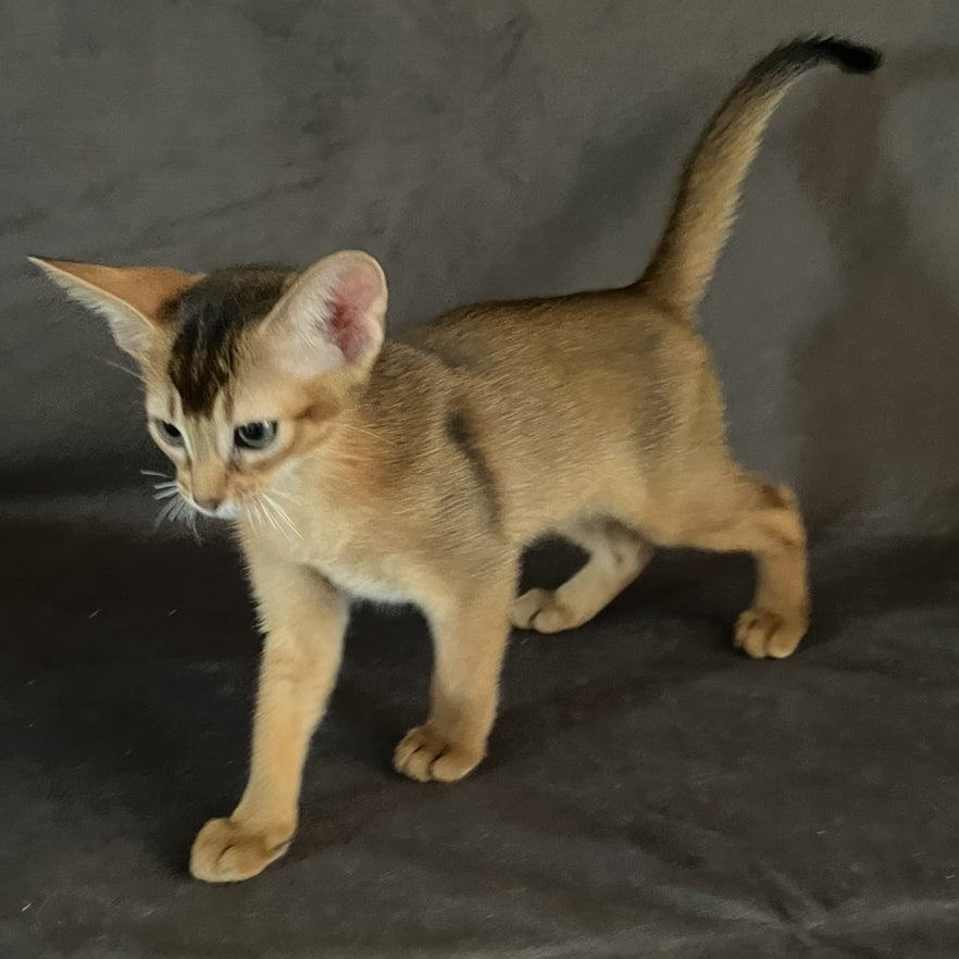 Flora Abyssinian female, black