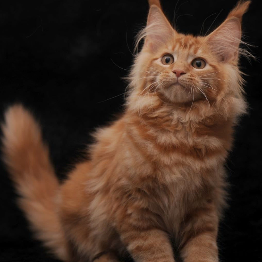Riana Maine Coon female, red