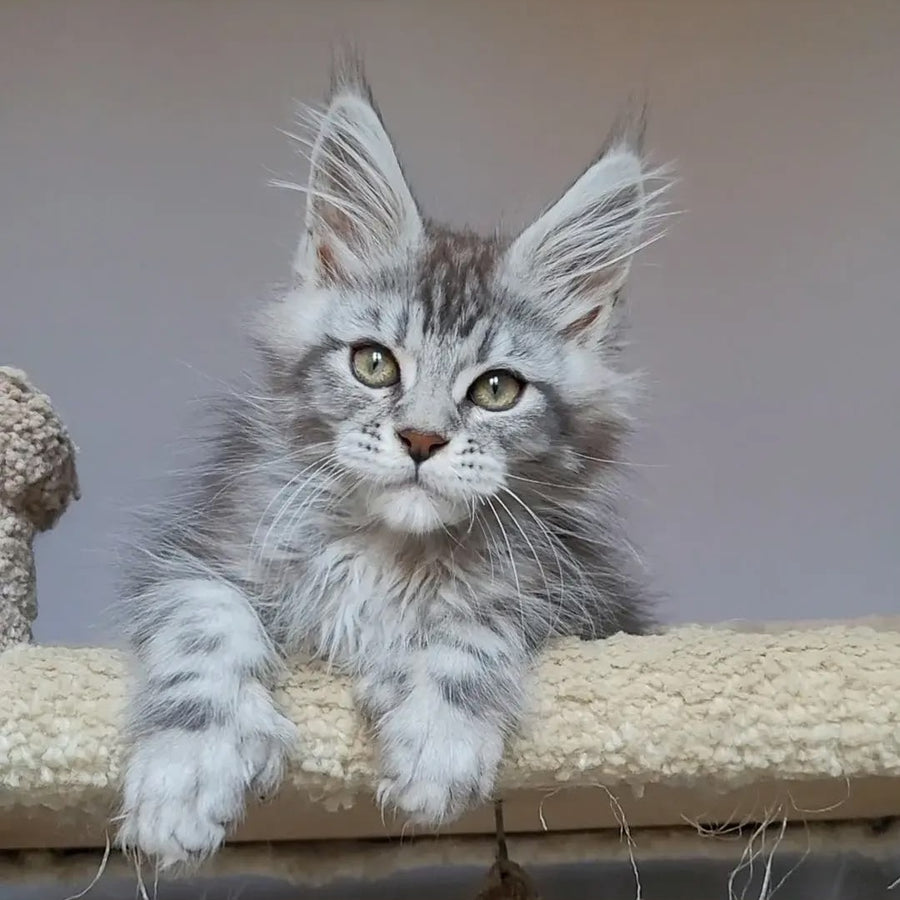 Hugo Maine Coon polydactyl 6x6x6x6 male, black silver tabby