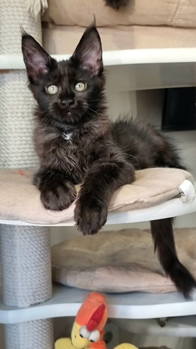 Debora Maine Coon female black with white - live animals