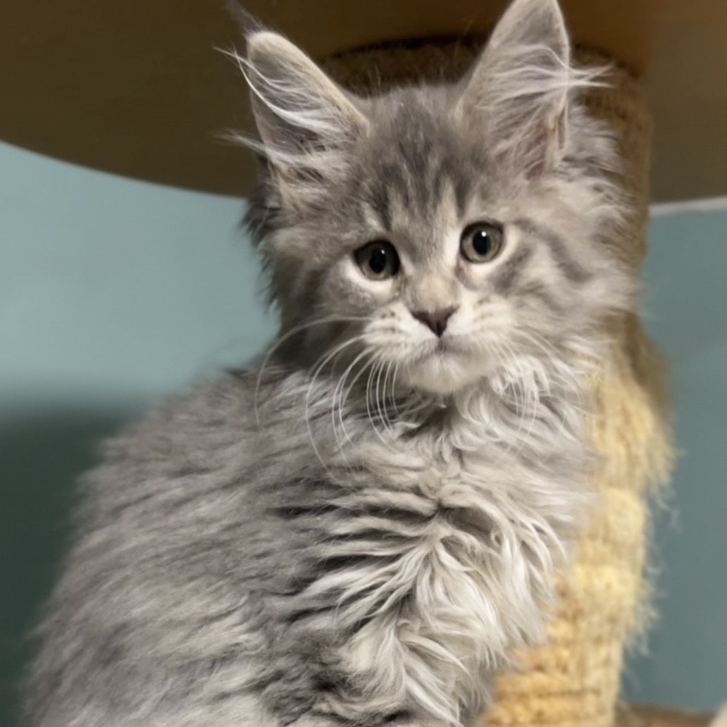 Hasta la Vista Maine Coon female, blue spotted tabby