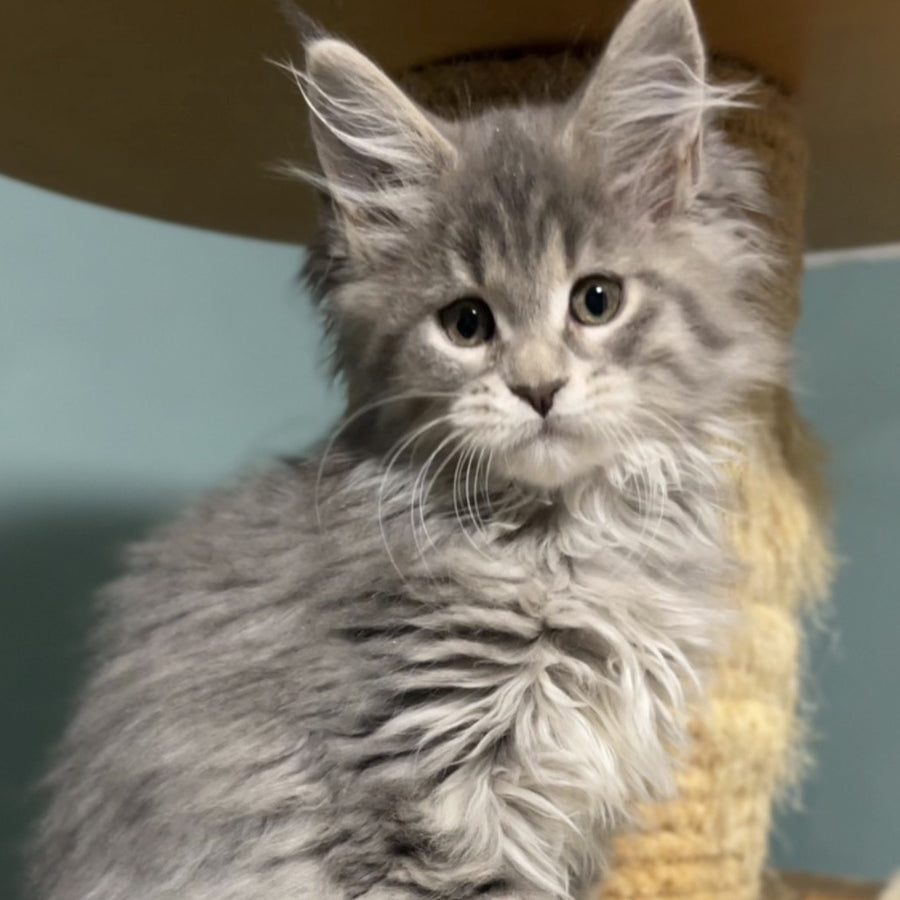 Hasta la Vista Maine Coon female, blue spotted tabby